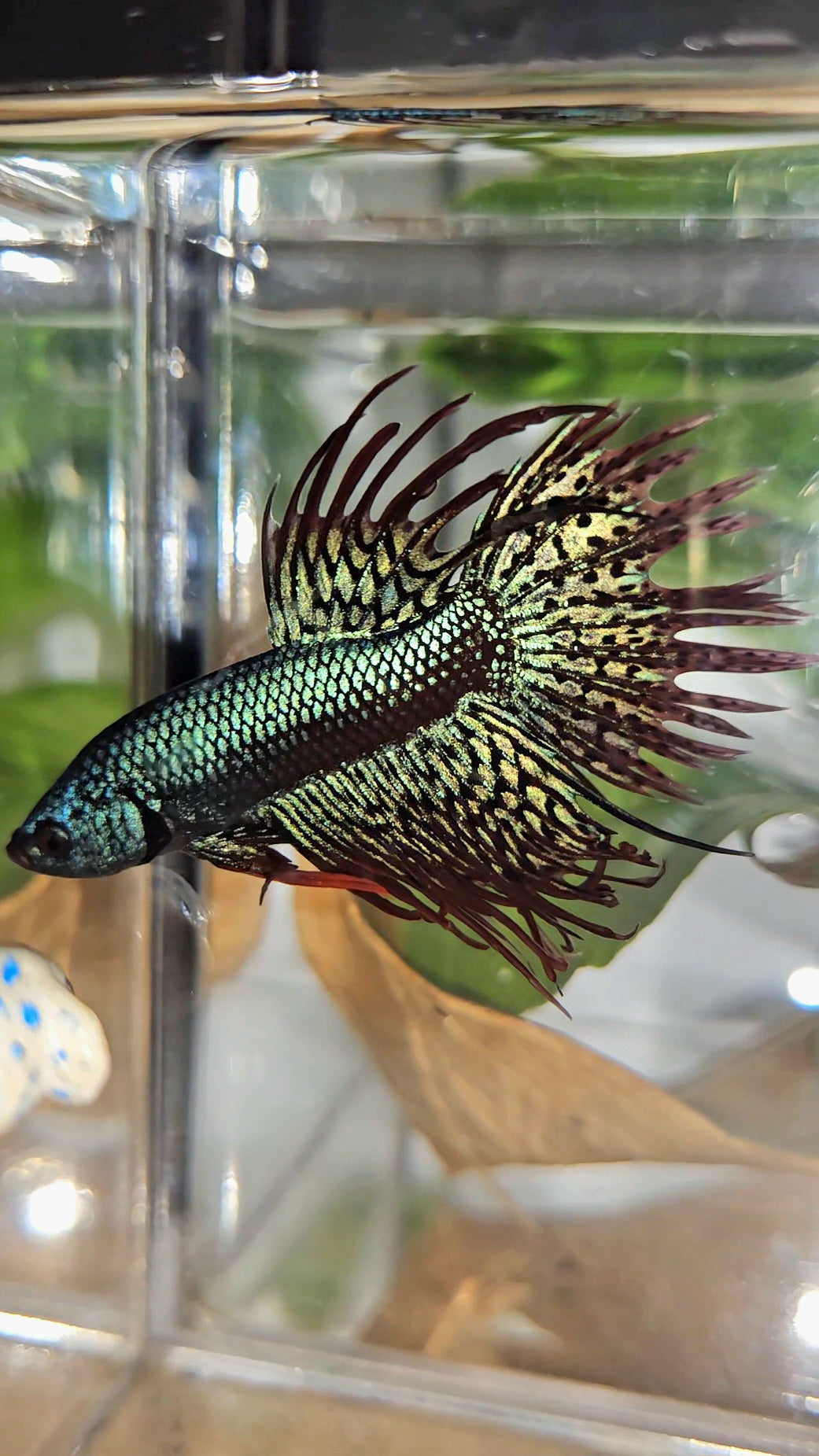 LUXURY CROWNTAIL ALIEN GREEN HYBRID WILD BETTA FISH