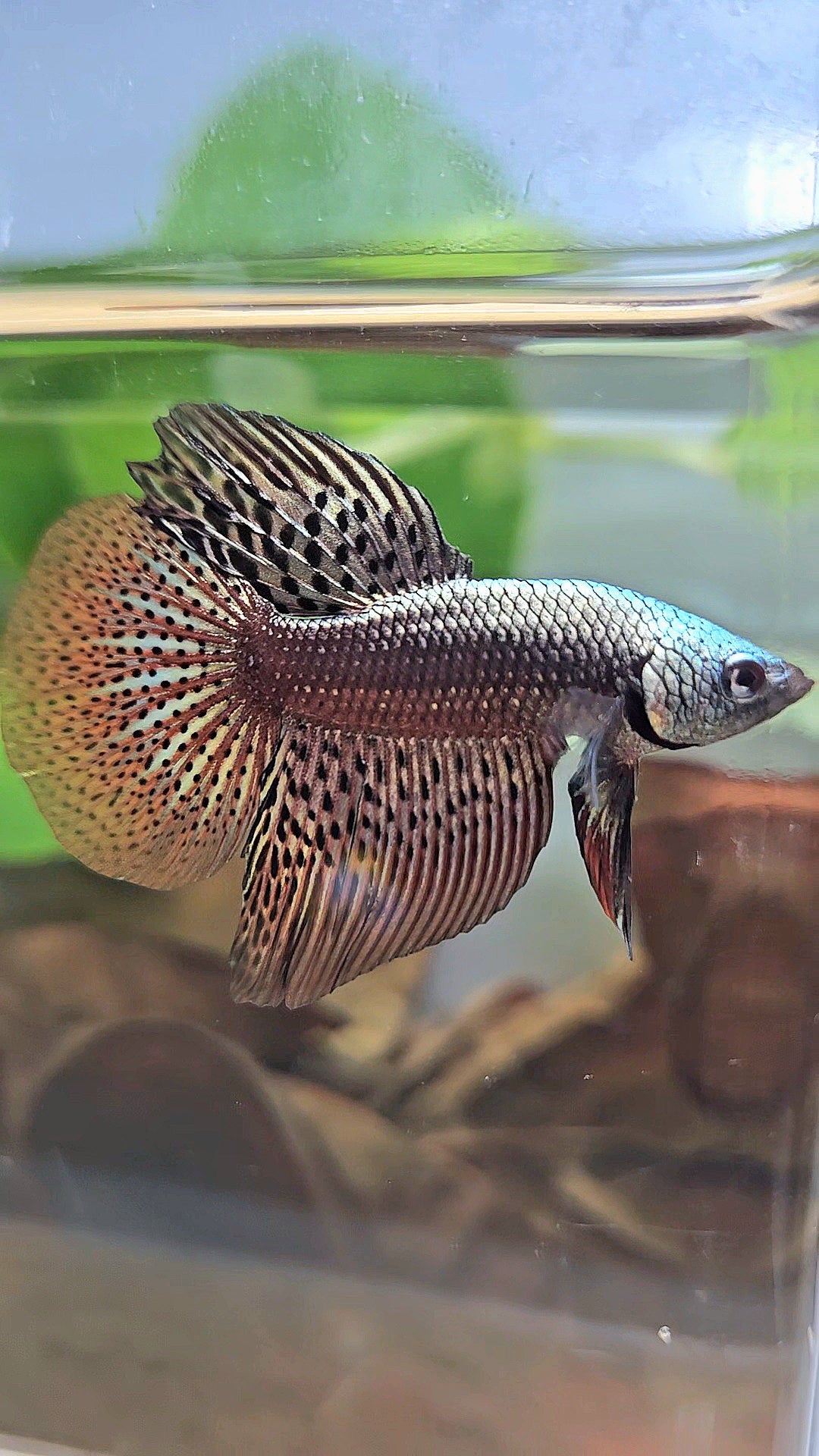 HALFMOON ALIEN COPPER BROWN HYBRID WILD BETTA FISH