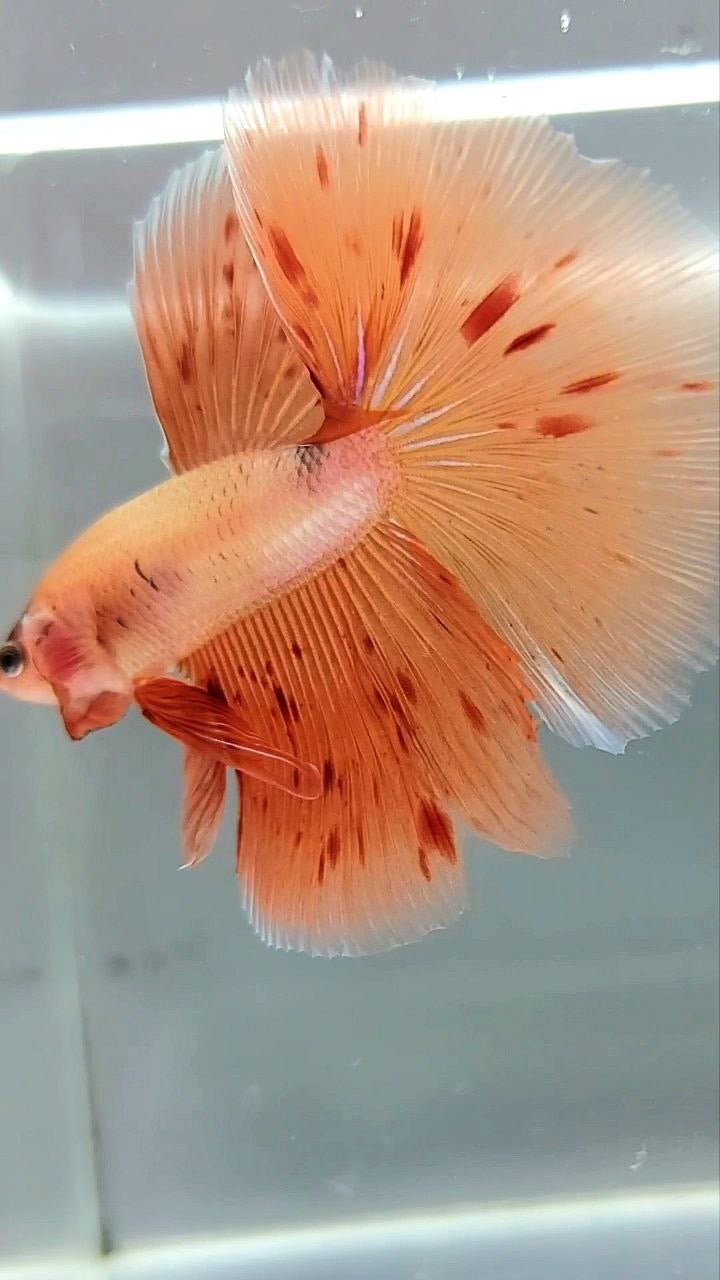 HALBMOND-ARMAGEDDON-BETTA-FISCH