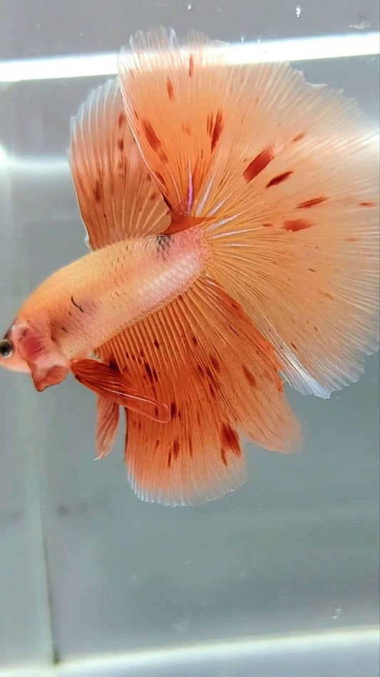 HALBMOND-ARMAGEDDON-BETTA-FISCH