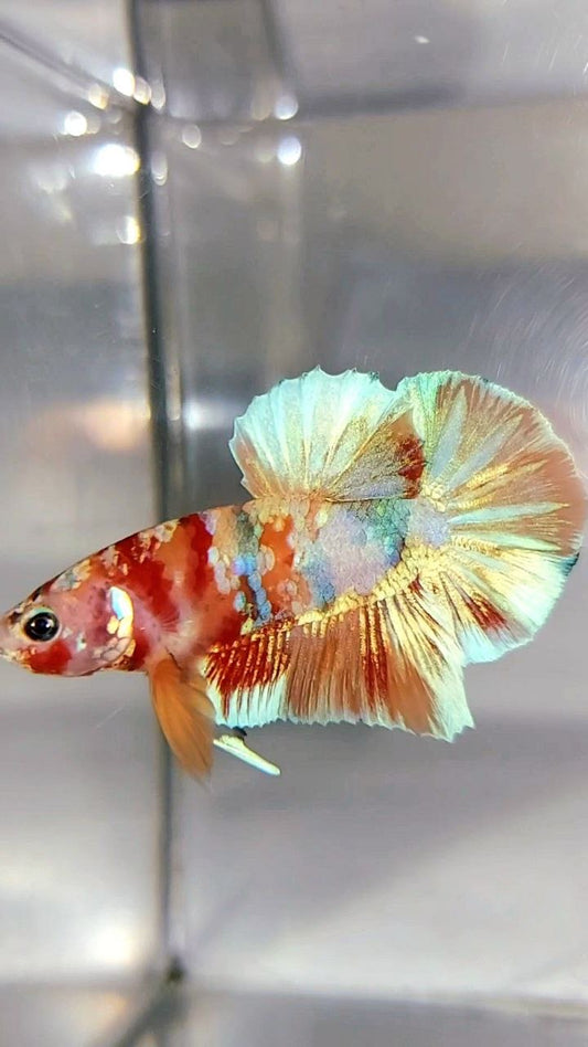 PLAKAT ORANGE GOLD SÜSSIGKEITEN MEHRFARBIGER BETTA-FISCH