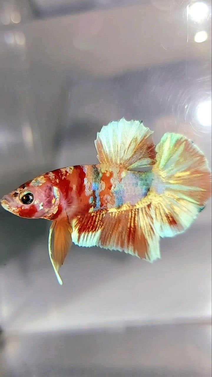 PLAKAT ORANGE GOLD SÜSSIGKEITEN MEHRFARBIGER BETTA-FISCH