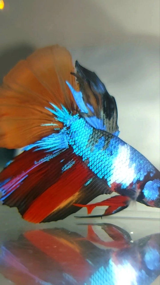 Halbmondschwarzer, mehrfarbiger, einzigartiger Betta-Fisch