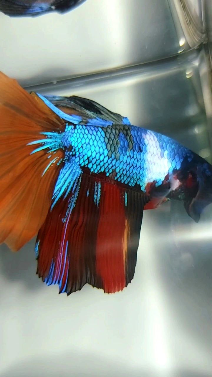 HALFMOON BLACK MULTICOLOR UNIQUE BETTA FISH