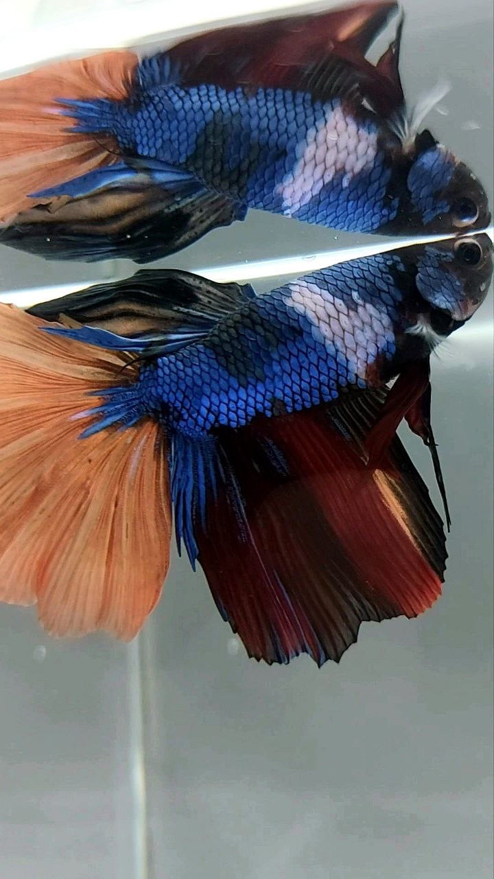 HALFMOON BLACK MULTICOLOR UNIQUE BETTA FISH