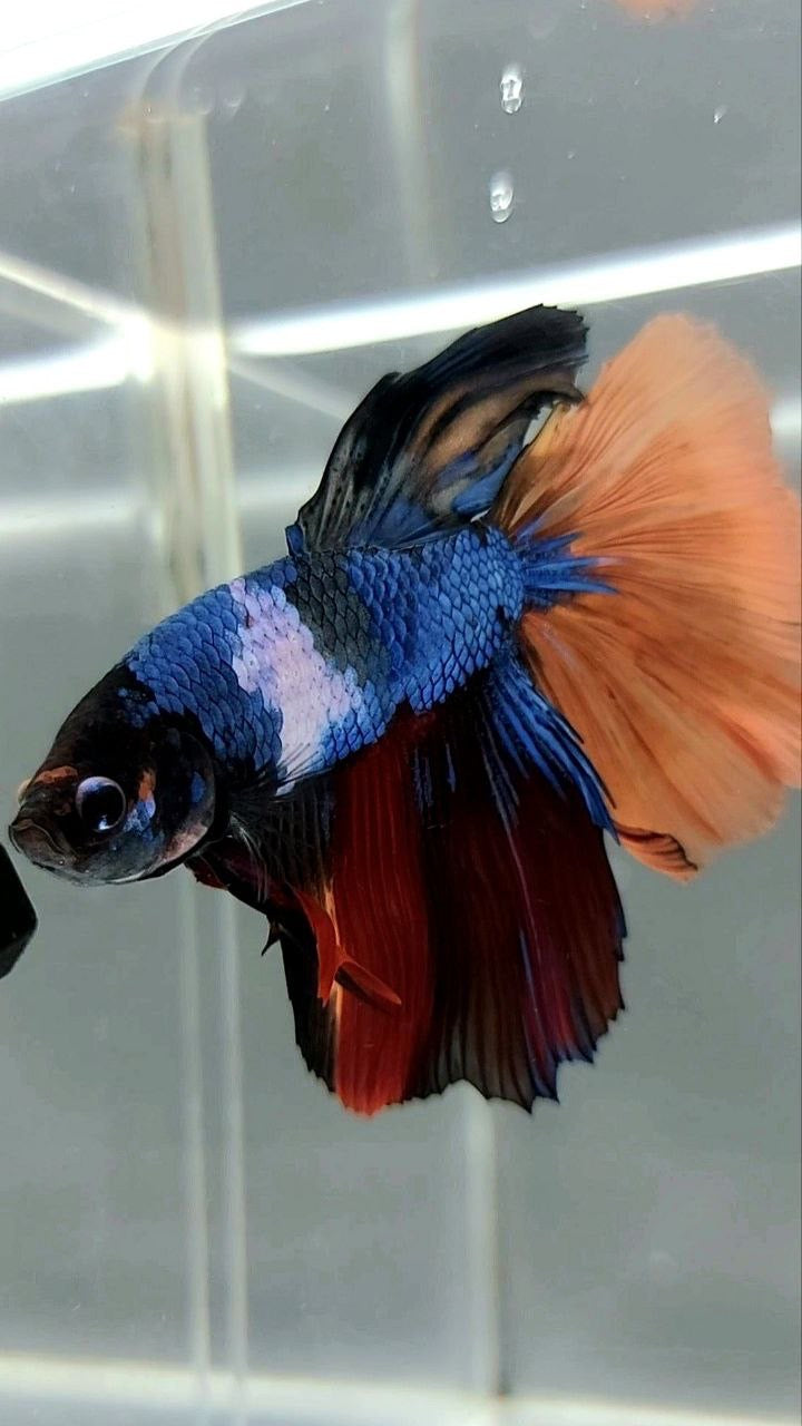 HALFMOON BLACK MULTICOLOR UNIQUE BETTA FISH