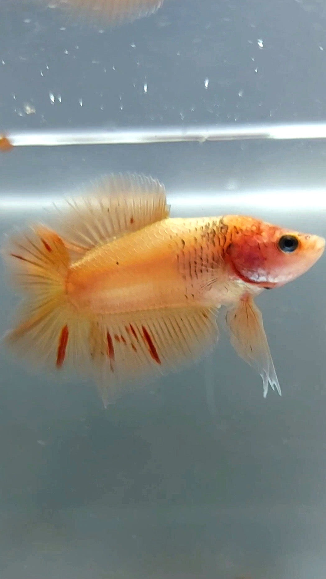 PLAKAT DOPPELSCHWANZ ARMAGEDDON BETTA FISCH