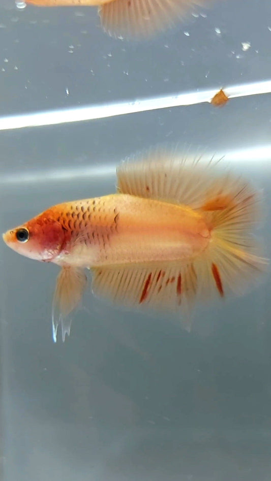 PLAKAT DOPPELSCHWANZ ARMAGEDDON BETTA FISCH