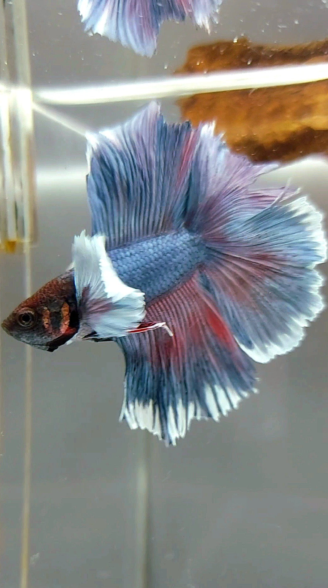 HALFMOON DOUBLE TAIL DUMBO EAR BLUE BETTA FISH