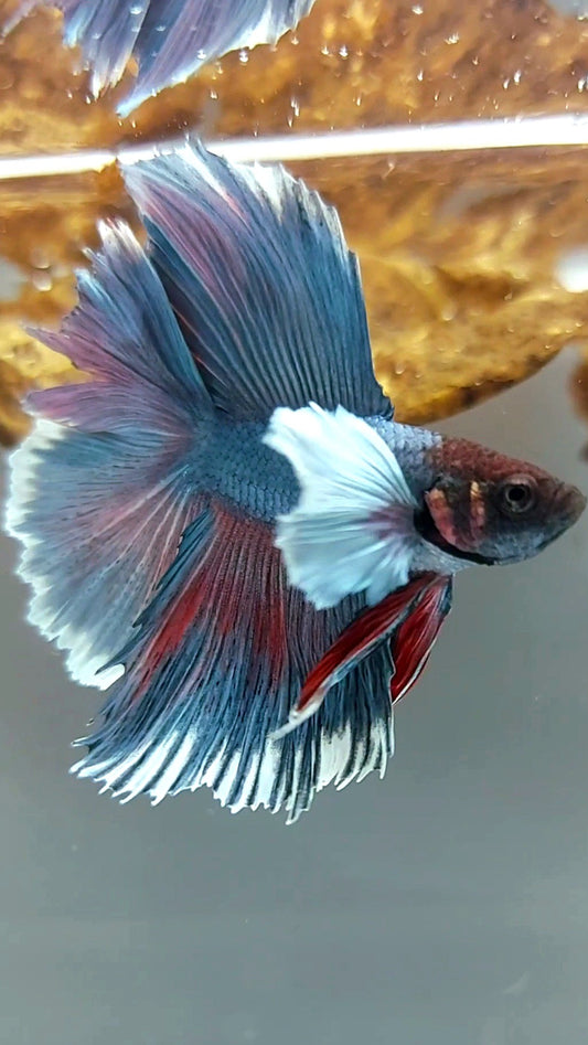 HALFMOON DOUBLE TAIL DUMBO EAR BLAUER BETTA-FISCH