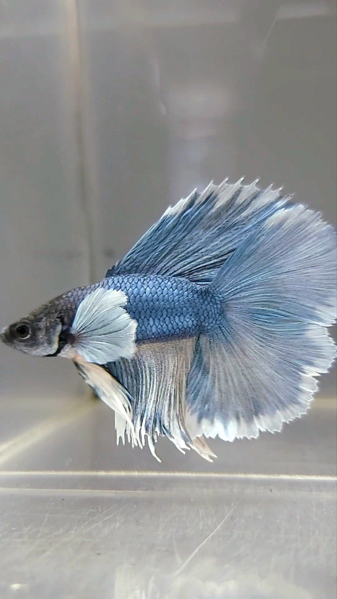 HALFMOON DOUBLE TAIL DUMBO EAR BLUE BETTA FISH