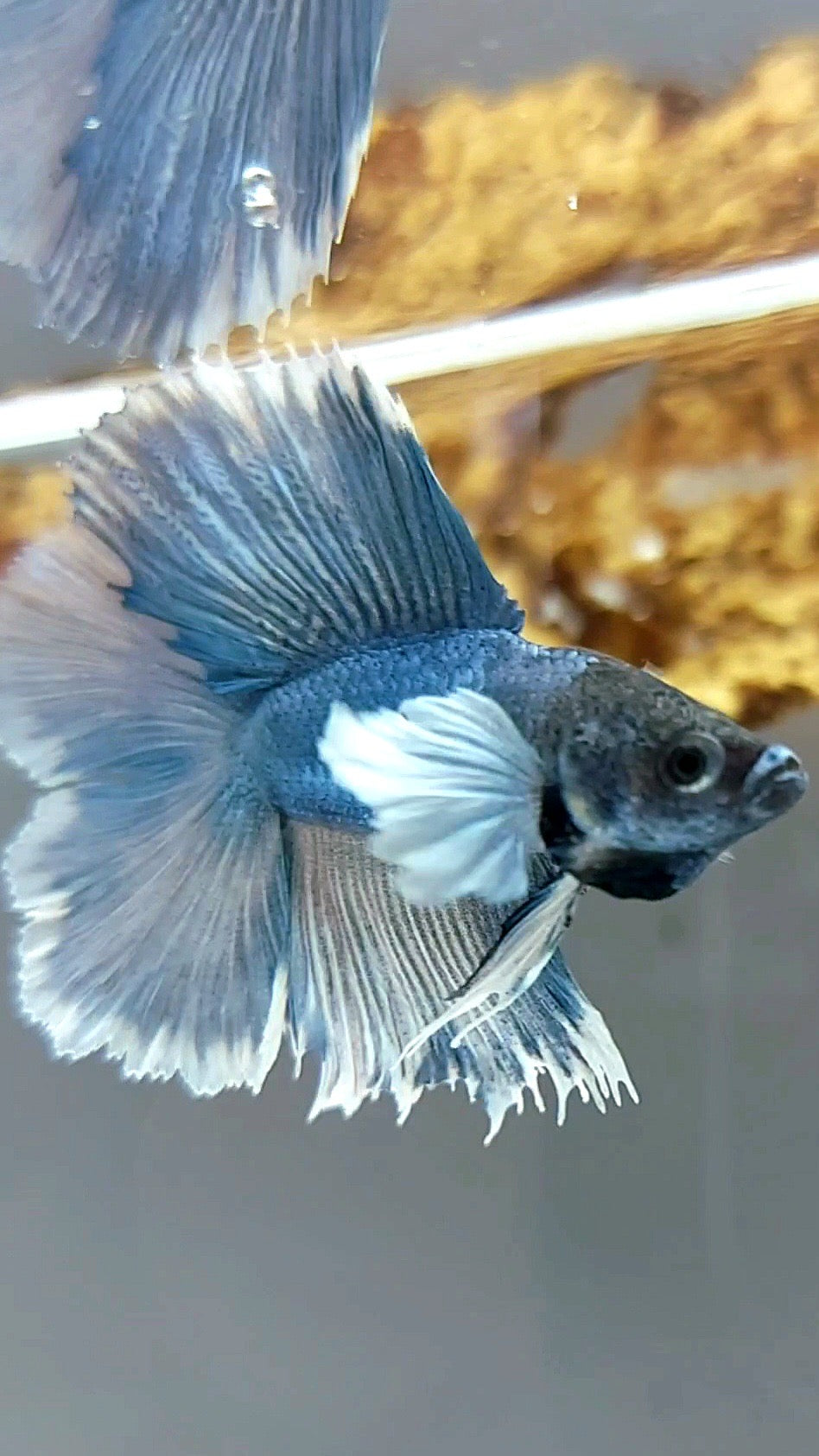 HALFMOON DOUBLE TAIL DUMBO EAR BLUE BETTA FISH