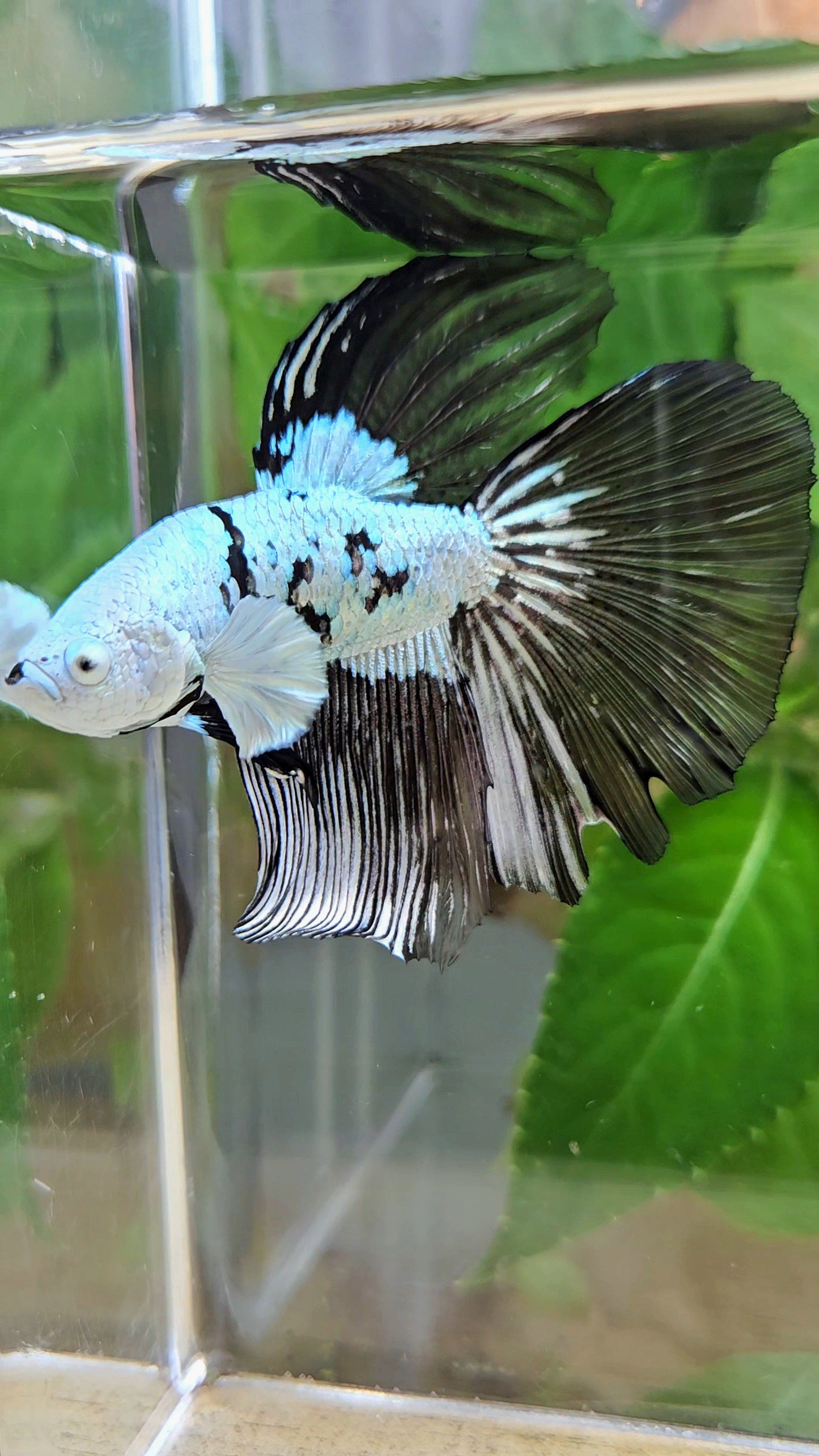 HALFMOON BLACK MAMBA SNOW MASKING BETTA FISH