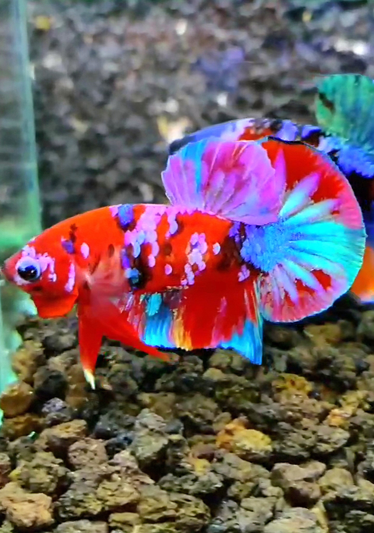 PLAKAT GALAXY MULTICOLOR BETTA FISH