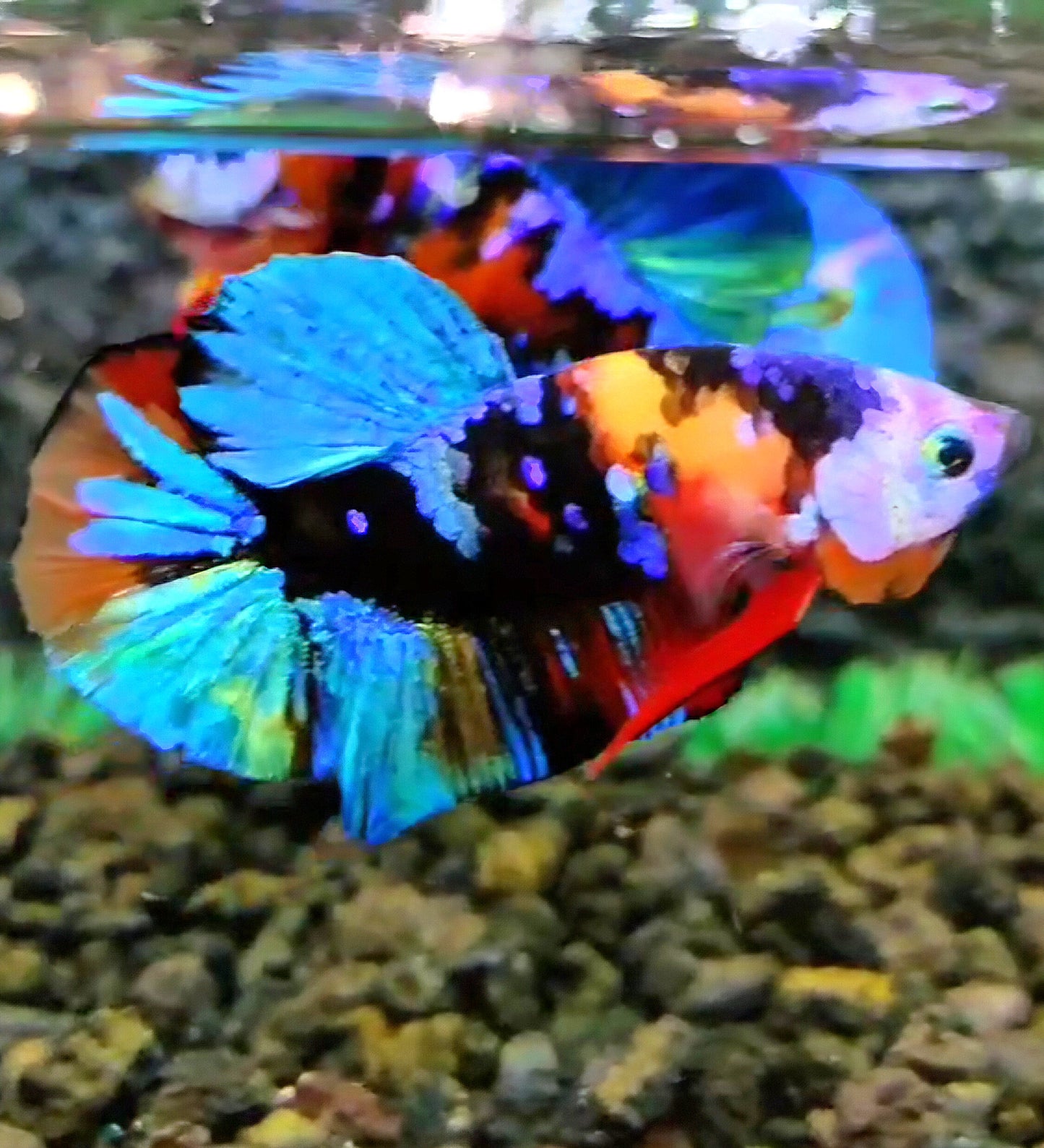 PLAKAT BLACK KOI GALAXY MULTICOLOR BETTA FISH