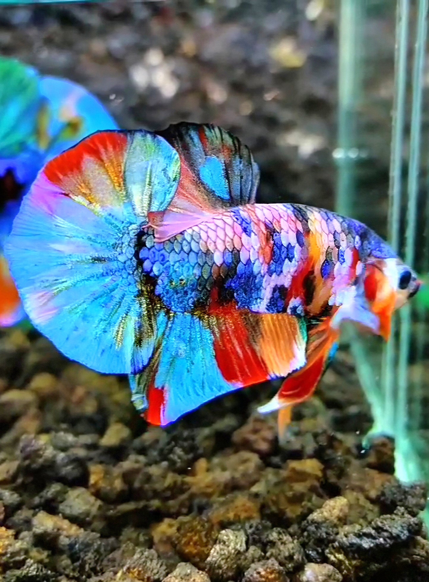 PLAKAT RAINBOW GALAXY FANCY MULTICOLOR BETTA FISH