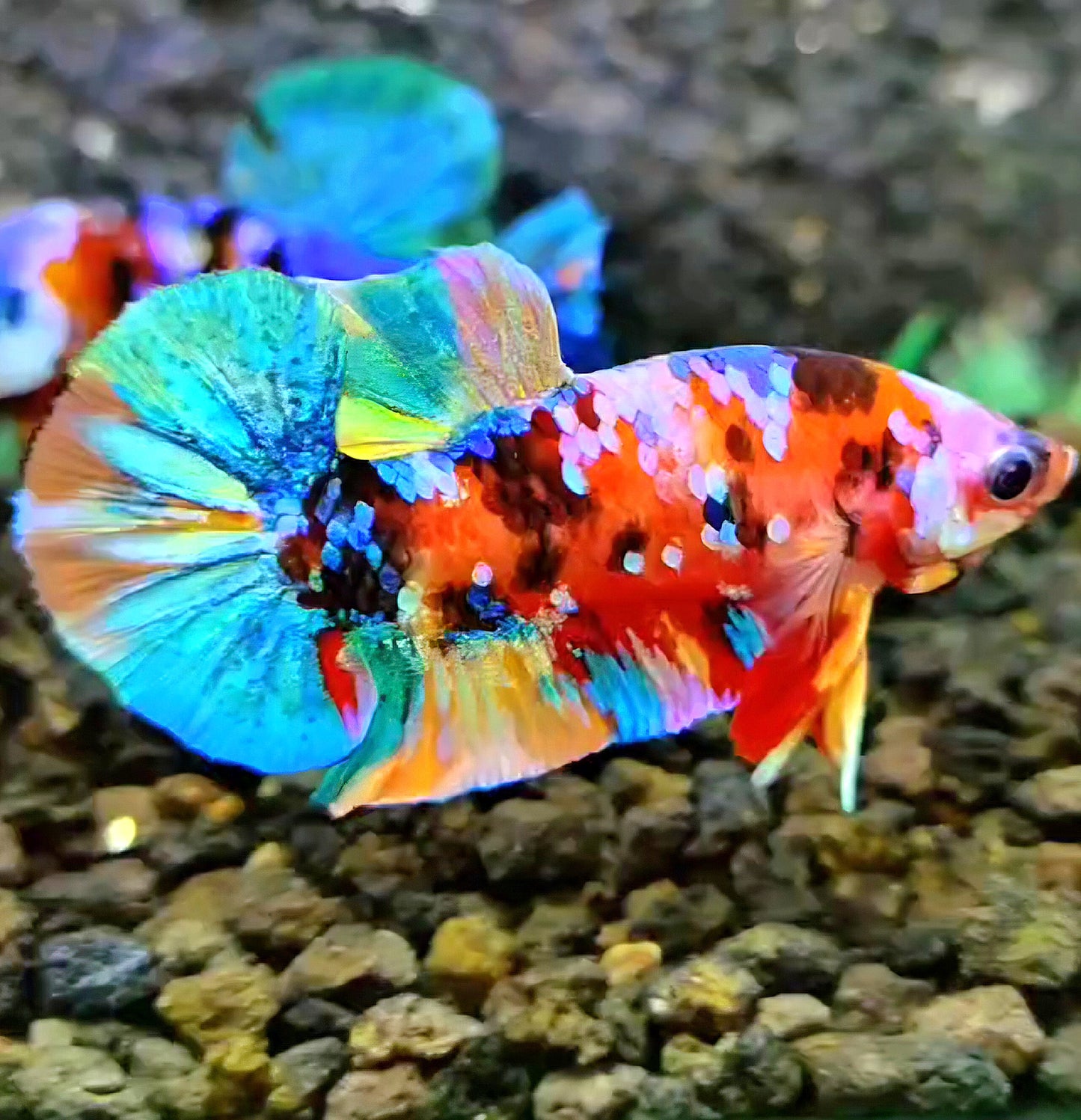 PLAKAT RAINBOW GALAXY MULTICOLOR BETTA FISH