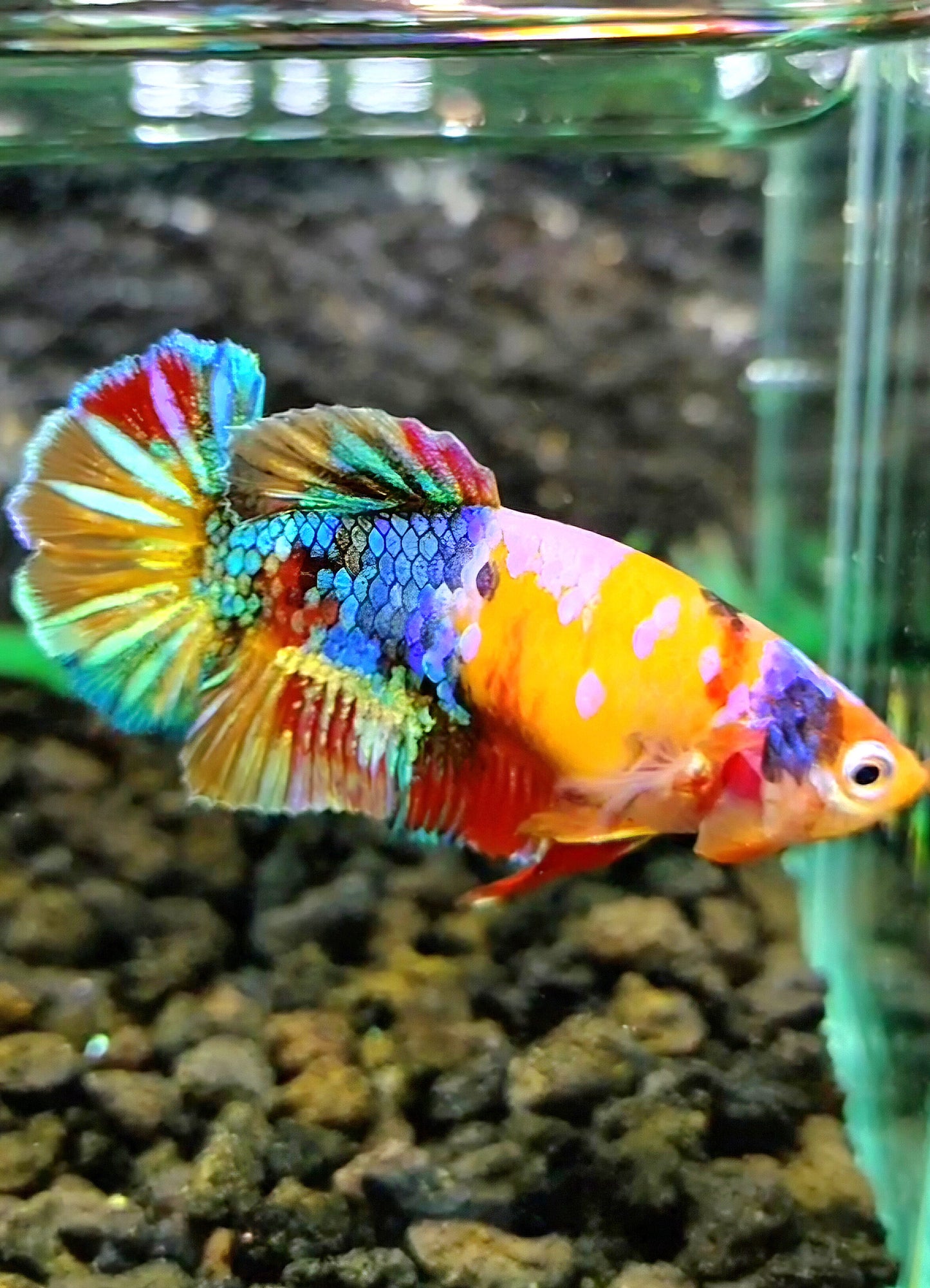 FEMALE PLAKAT YELLOW BASED GALAXY MULTICOLOR BETTA FISH