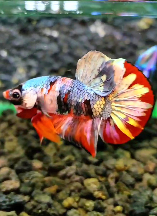 PLAKAT RED COPPER FANCY GALAXY BETTA FISH