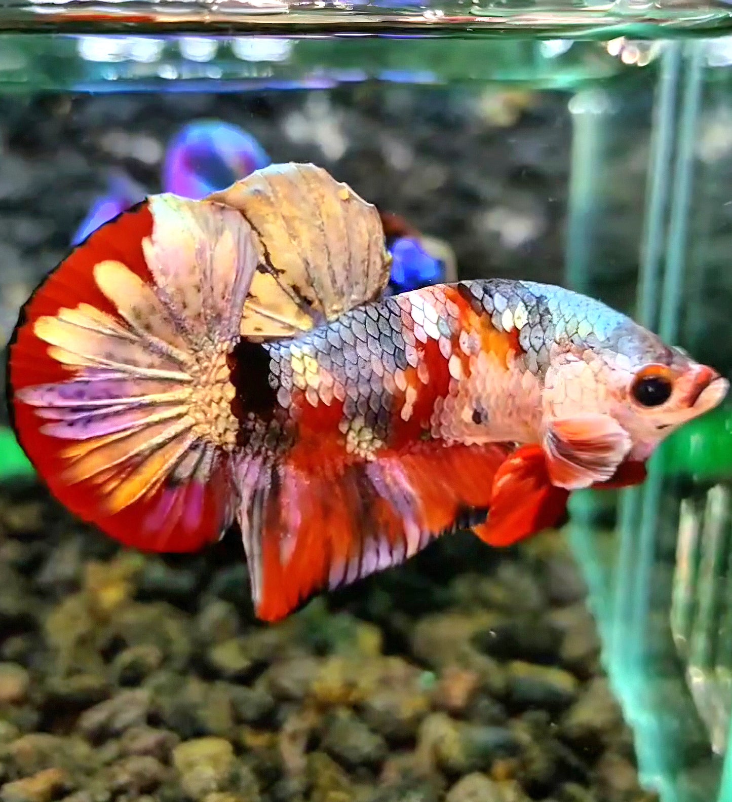 PLAKAT RED COPPER FANCY GALAXY BETTA FISH