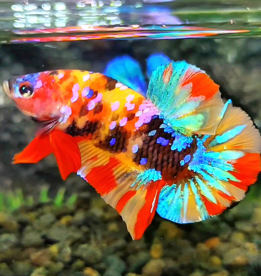 PLAKAT GALAXY MULTICOLOR BETTA FISH