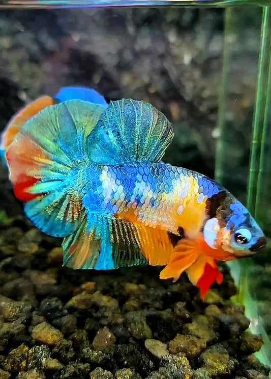 PLAKAT GALAXY MULTICOLOR BETTA FISH