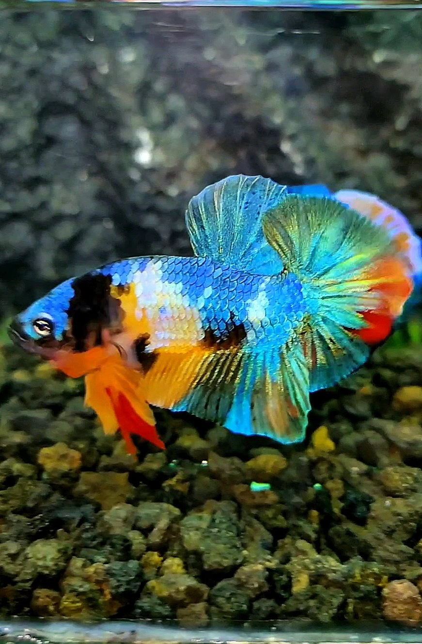 PLAKAT GALAXY MULTICOLOR BETTA FISH