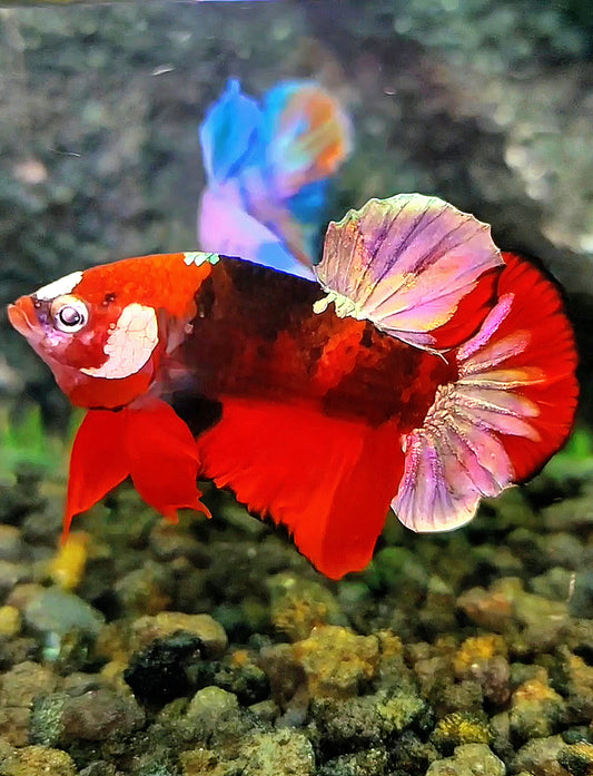 PLAKAT RED KOI COPPER GALAXY BETTA FISH