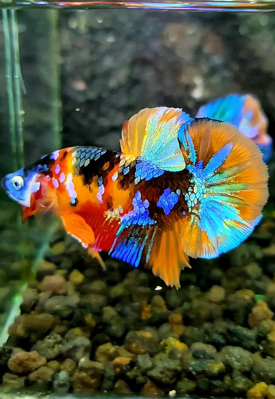 PLAKAT ORANGE GALAXY MULTICOLOR BETTA FISH