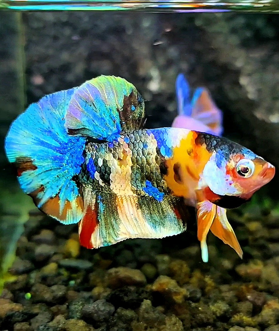 PLAKAT GALAXY COPPER METALLIC MULTICOLOR BETTA FISH