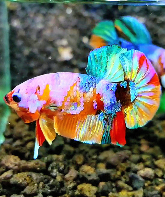 PLAKAT GALAXY MULTICOLOR BETTA FISH