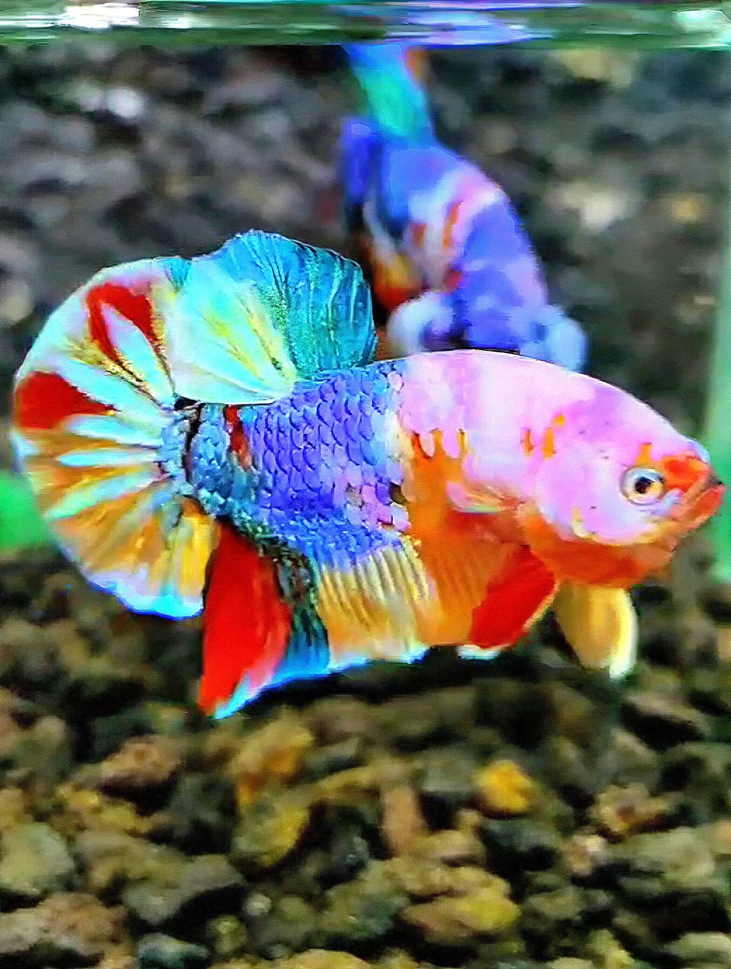 PLAKAT GALAXY MULTICOLOR BETTA FISH