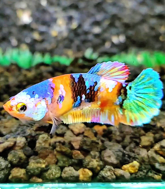 FEMALE PLAKAT GALAXY MULTICOLOR BETTA FISH