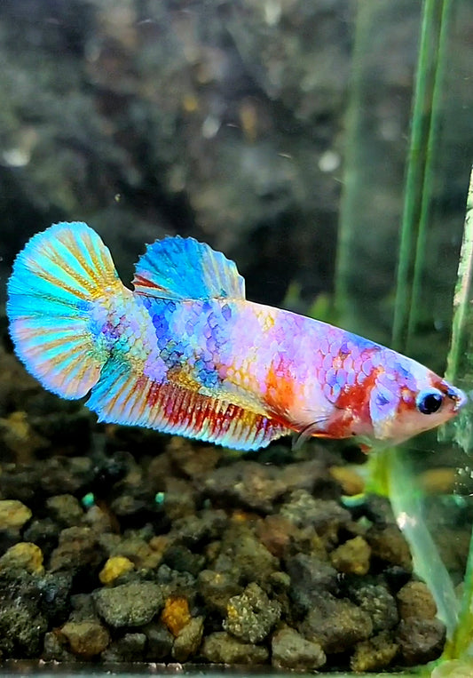 FEMALE PLAKAT CANDY GALAXY MULTICOLOR BETTA FISH