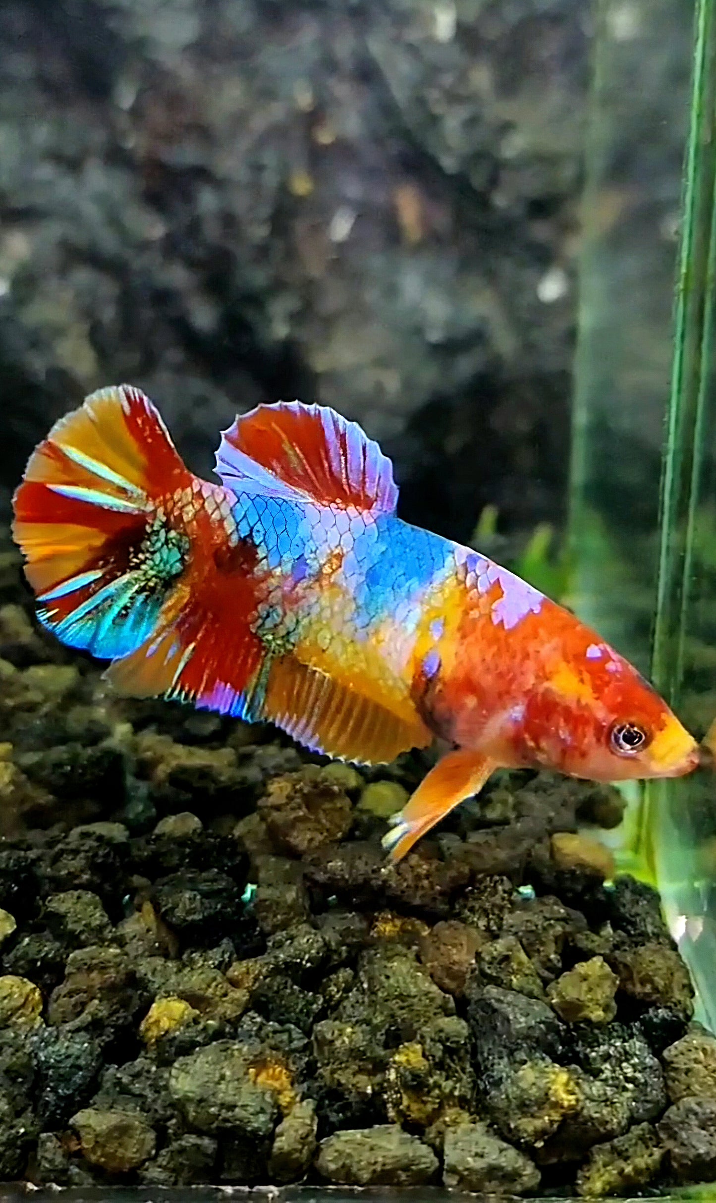 FEMALE PLAKAT RAINBOW ORANGE GALAXY MULTICOLOR BETTA FISH