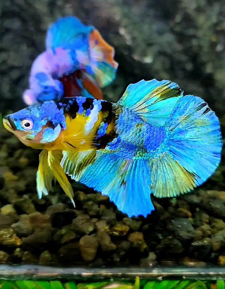 PLAKAT YELLOW KOI GALAXY BLUE BETTA FISH