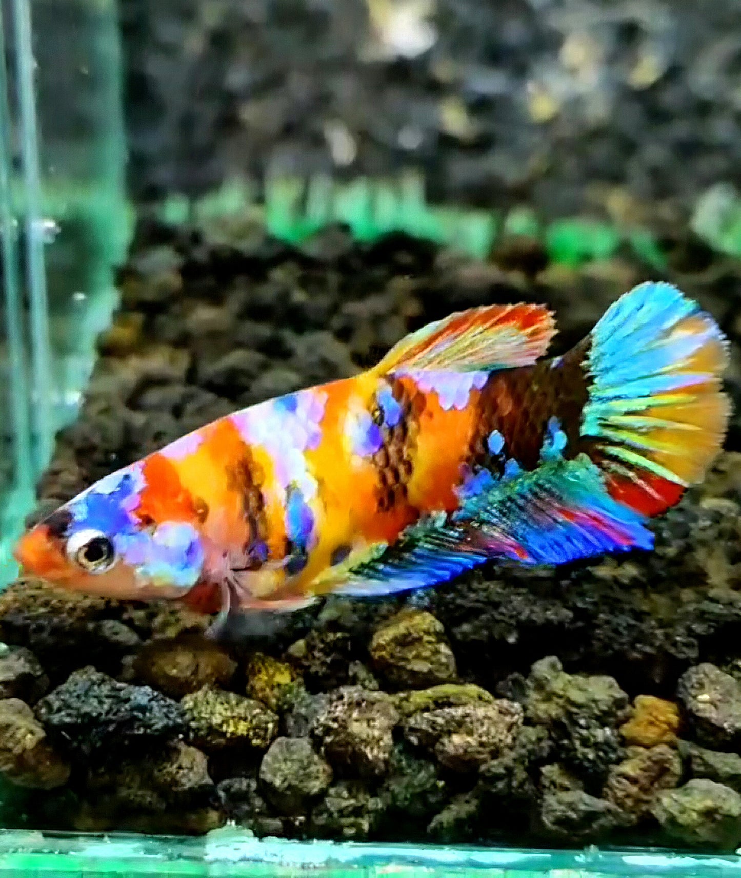 FEMALE PLAKAT GALAXY YELLOW BASED MULTICOLOR BETTA FISH
