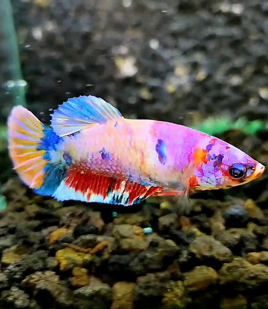 FEMALE PLAKAT PINK CANDY RAINBOW MULTICOLOR BETTA FISH