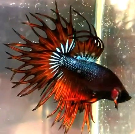 LUXURY KING CROWNTAIL ORANGE MUSTARD GAS BETTA FISH