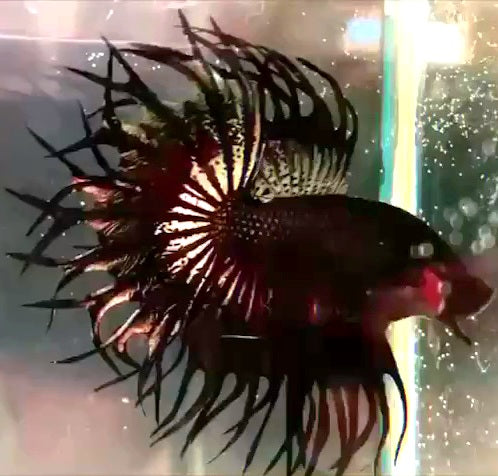 LUXURY KING CROWNTAIL BLACK COPPER BETTA FISH