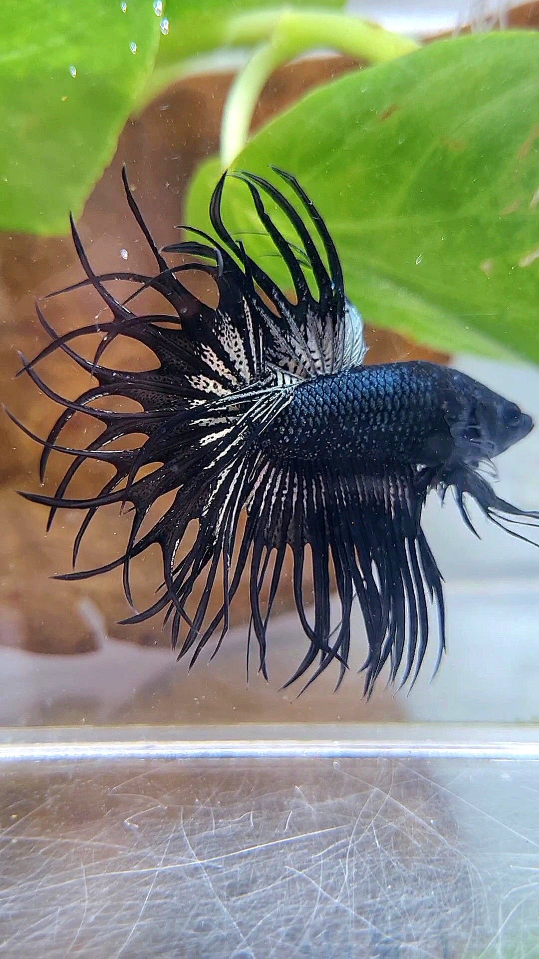 3 KING CROWNTAIL BLACK ORCHID, BLACK VAMPIRE, AND FEMALE KCT BLACK VAMPIRE BETTA FISH