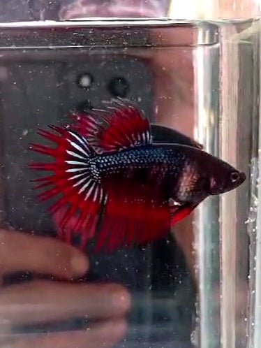 2 FEMALE KING CROWNTAIL RED VAMPIRE & BLACK ORCHID BETTA FISH