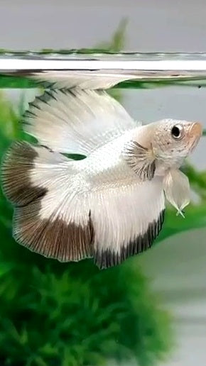 LUXURY HALFMOON DOUBLE TAIL COPPER RIM BETTA FISH