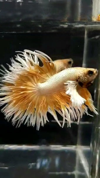 LUXURY CROWNTAIL DUMBO EAR GOLD BUTTERFLY BETTA FISH