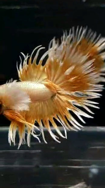 LUXURY CROWNTAIL DUMBO EAR GOLD BUTTERFLY BETTA FISH