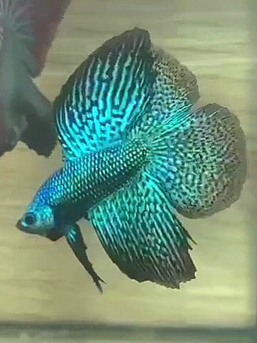 LUXURY HALFMOON DOUBLE TAIL ALIEN GREEN BLUE HYBRID WILD BETTA BETTA FISH
