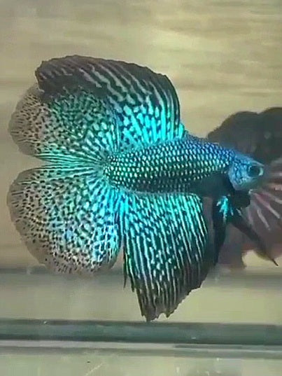 LUXURY HALFMOON DOUBLE TAIL ALIEN GREEN BLUE HYBRID WILD BETTA BETTA FISH