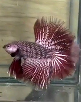LUXURY HALFMOON FEATHER TAIL ALIEN COPPER HYBRID WILD BETTA BETTA FISH