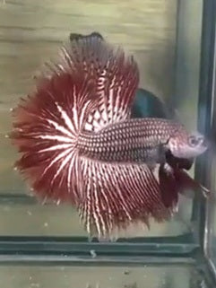 LUXURY HALFMOON FEATHER TAIL ALIEN COPPER HYBRID WILD BETTA BETTA FISH