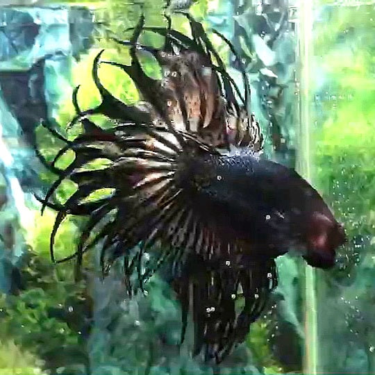 LUXURY KING CROWNTAIL COPPER BETTA FISH